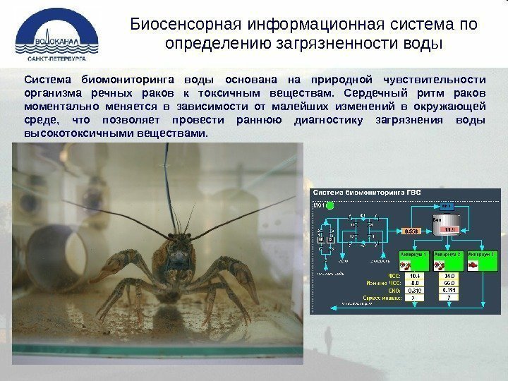 Биосенсорная информационная система по определению загрязненности воды Система биомониторинга воды основана на природной чувствительности