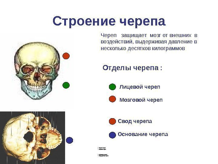   Строение черепа • Л ицевой череп • Мозговой череп • Основание черепа