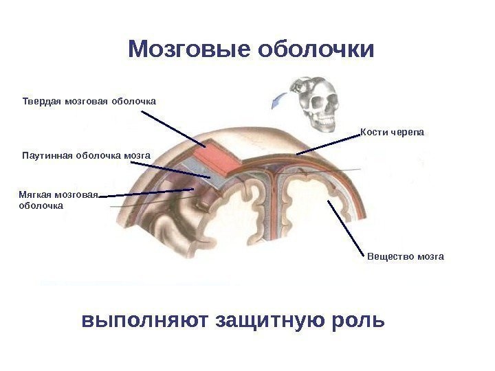  Мозговые оболочки Твердая мозговая оболочка Кости черепа Паутинная оболочка мозга Мягкая мозговая оболочка