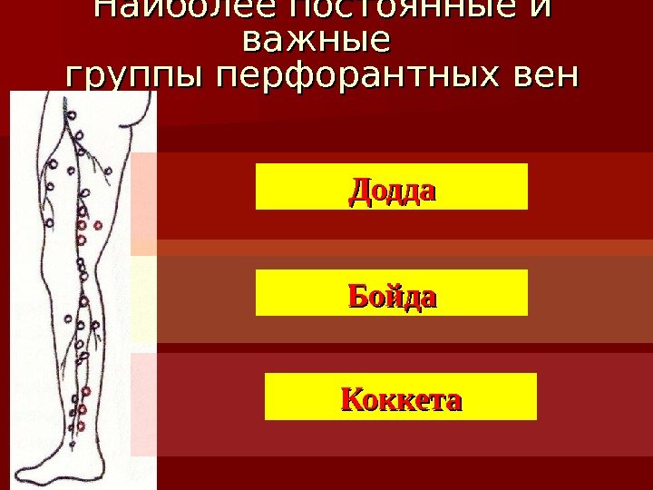 Наиболее постоянные и важные группы перфорантных вен Додда Коккета Бойда  