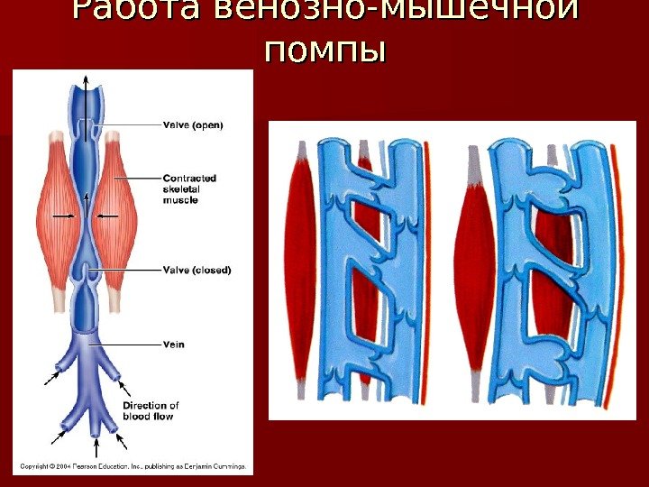 Работа венозно-мышечной помпы 