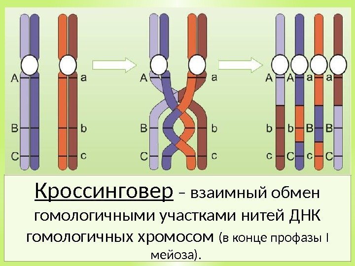 Кроссинговер – взаимный обмен гомологичными участками нитей ДНК гомологичных хромосом (в конце профазы I