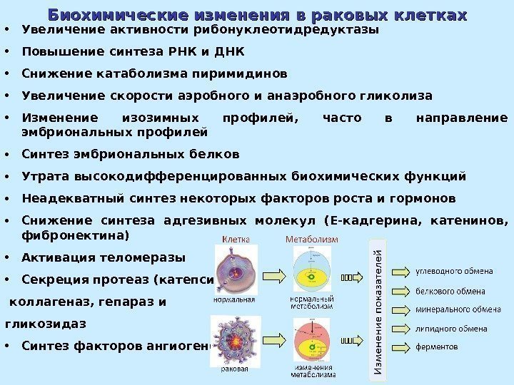 Биохимические изменения в раковых клетках • Увеличение активности рибонуклеотидредуктазы • Повышение синтеза РНК и