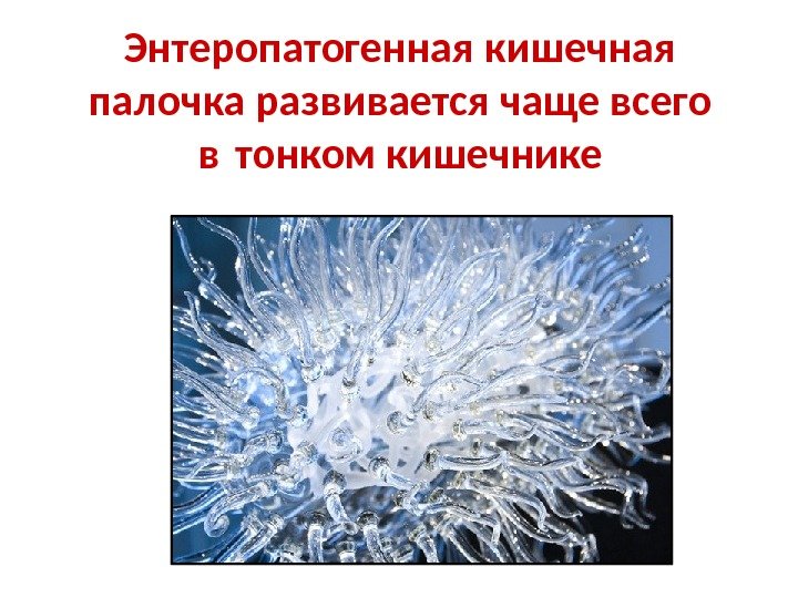 Энтеропатогенная кишечная палочка развивается чаще всего в тонком кишечнике 