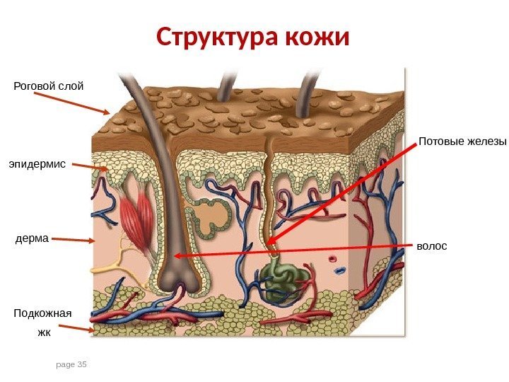 page 35 эпидермис дерма Подкожная  жк Потовые железы волос. Роговой слой Структура кожи