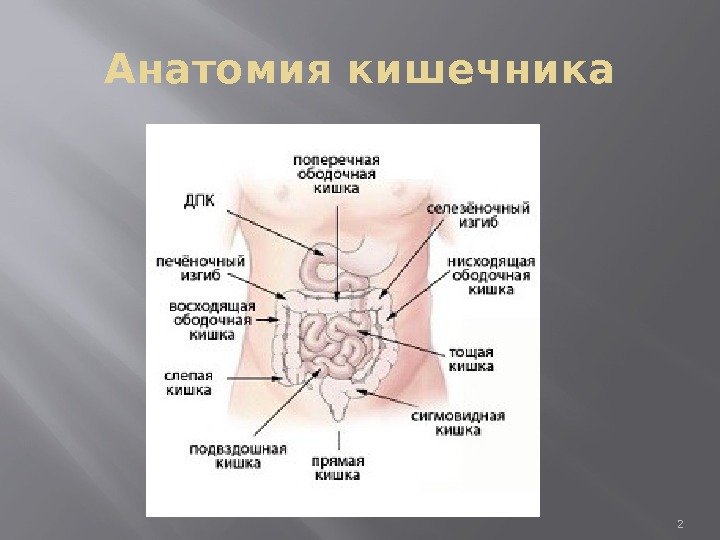 Анатомия кишечника 2 