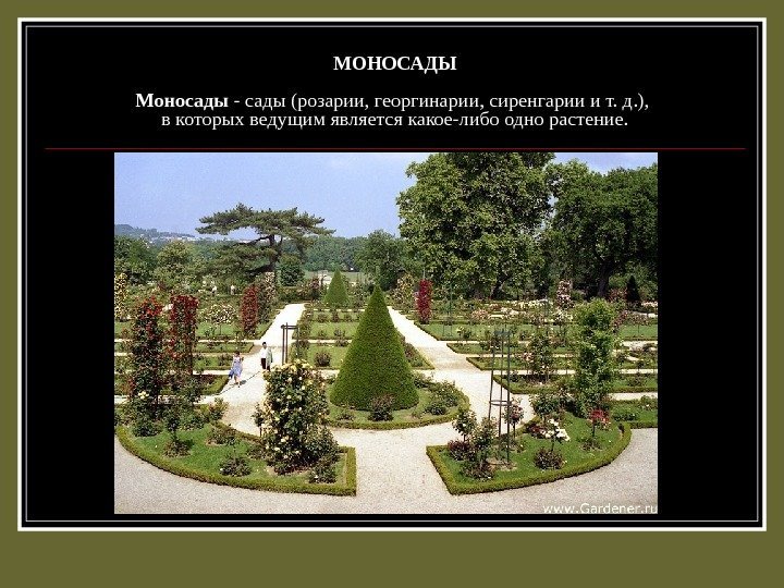МОНОСАДЫ Моносады - сады (розарии, георгинарии, сиренгарии и т. д. ),  в которых