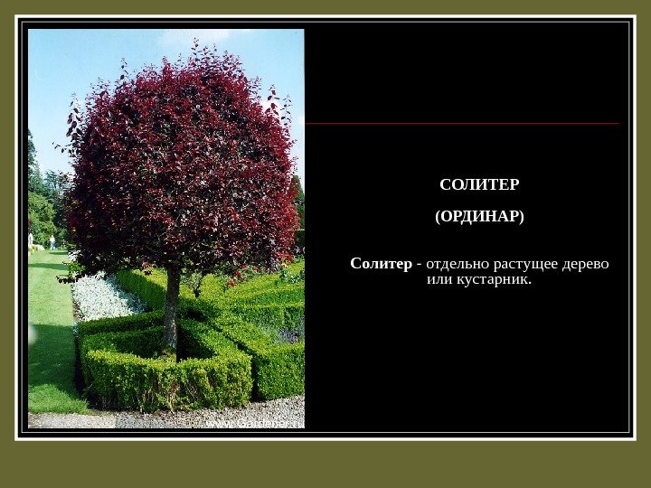 СОЛИТЕР (ОРДИНАР) Солитер - отдельно растущее дерево или кустарник. 