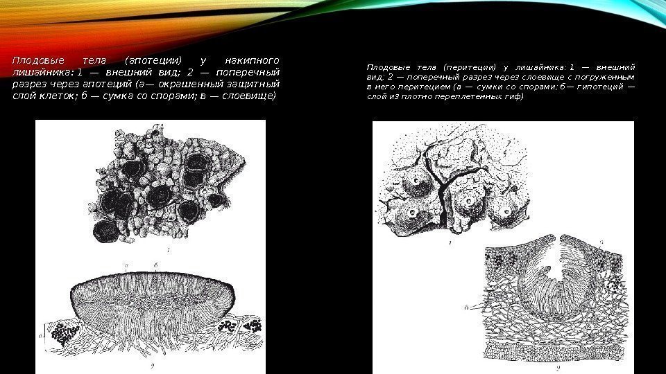 Плодовые тела (апотеции) у накипного лишайника: 1 — внешний вид;  2 — поперечный