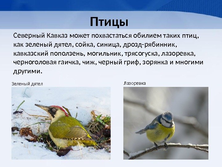 Птицы  Северный Кавказ может похвастаться обилием таких птиц,  как зеленый дятел, сойка,