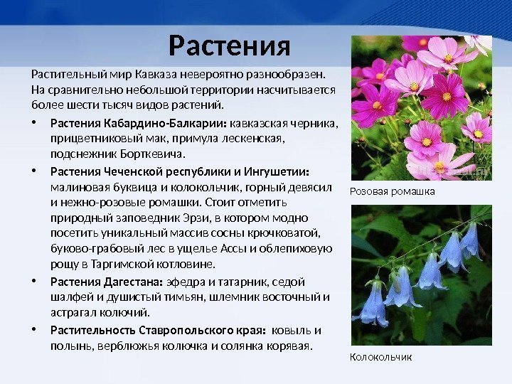 Растения Растительный мир Кавказа невероятно разнообразен.  На сравнительно небольшой территории насчитывается более шести