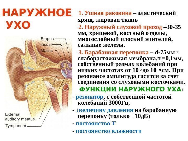   НАРУЖНОЕ УХО  1. Ушная раковина – эластический  хрящ, жировая ткань