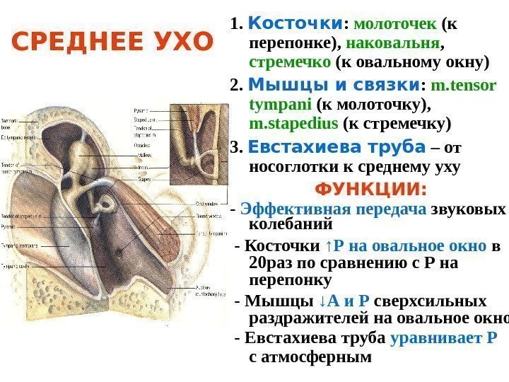   СРЕДНЕЕ УХО 1.  Косточки :  молоточек (к перепонке),  наковальня