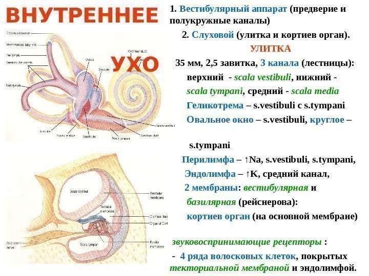   1.  В естибулярн ый аппарат  ( предверие и полукружные каналы)