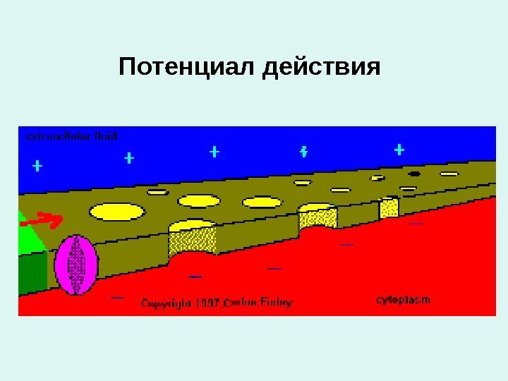 Потенциал действия 