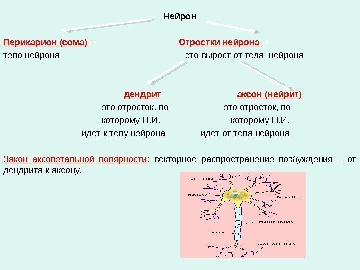 Нейрон Перикарион (сома) -      Отростки нейрона - тело нейрона