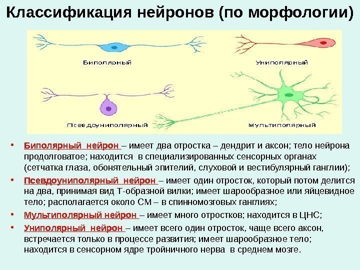 Классификация нейронов (по морфологии) • Биполярный нейрон – имеет два отростка – дендрит и