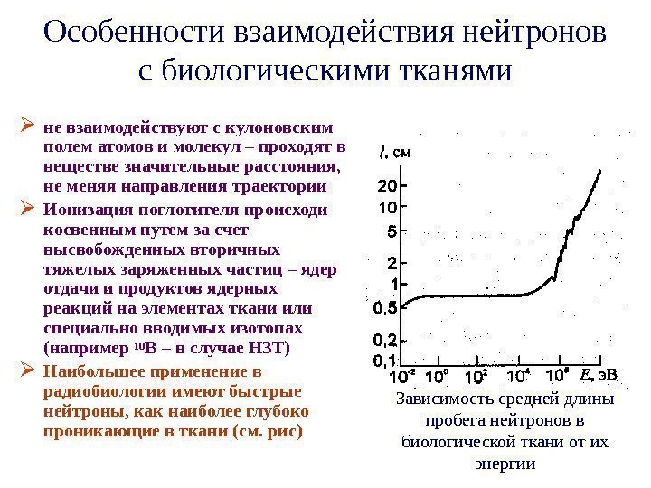   Особенности взаимодействия нейтронов с биологическими тканями не взаимодействуют с кулоновским полем атомов