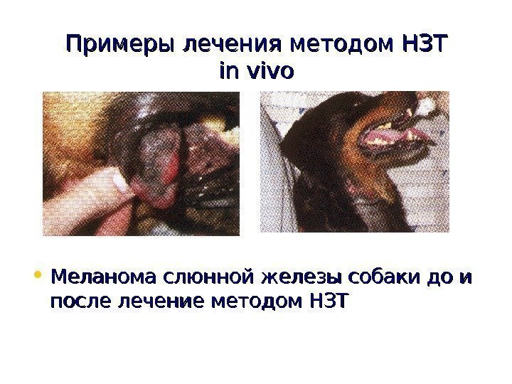   Примеры лечения методом НЗТ in vivo • Меланома слюнной железы собаки до