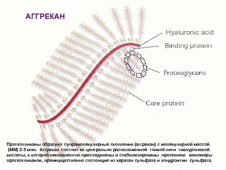 Протеогликаны образуют супрамолекулярные скопления (аггрекан) с молекулярной массой  (ММ) 2 -3 млн. 
