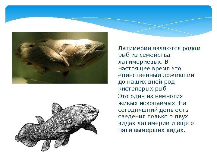  Латимерии являются родом рыб из семейства латимериевых. В настоящее время это единственный доживший