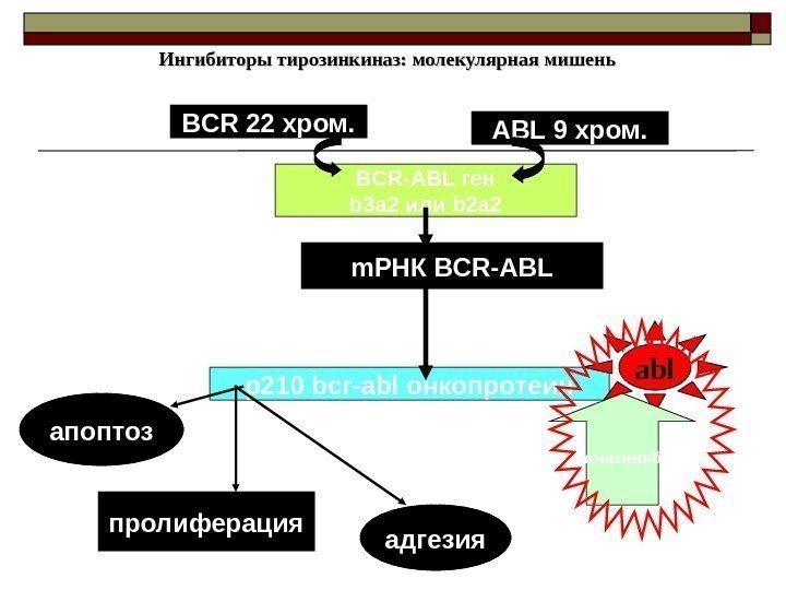 Ингибиторы тирозинкиназ: молекулярная мишень BCR-ABL ген b 3 a 2 или b 2 a