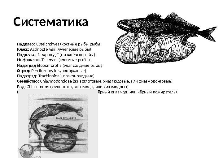 Систематика Надкласс Osteichthyes (костные рыбы) Класс:  Actinopterygii (лучепёрые рыбы) Подкласс:  Neopterygii (новопёрые