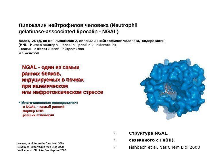 Липокалин нейтрофилов человека (Neutrophil gelatinase-asscociated lipocalin - NGAL) Белок,  25 к. Д, он