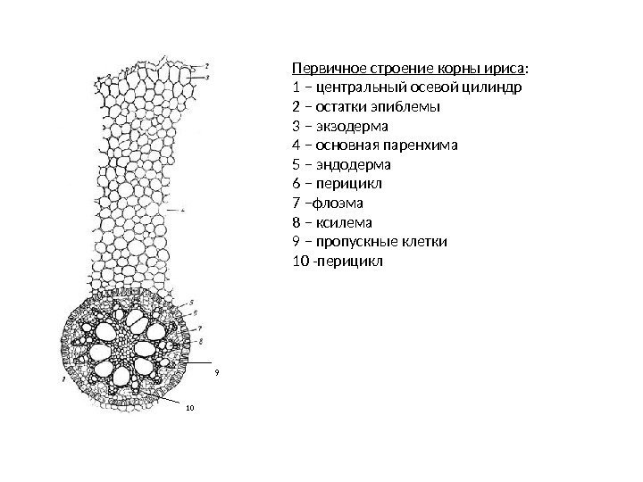 Первичное строение корны ириса : 1 – центральный осевой цилиндр 2 – остатки эпиблемы