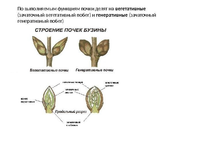 По выполняемым функциям почки делят на вегетативные  (зачаточный вегетативный побег) и генеративные (зачаточный