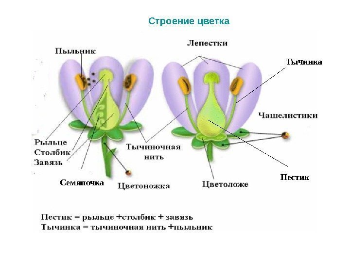 Тычинка Пестик. Строение цветка Семяпочка 