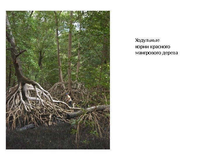 Ходульные корни красного мангрового дерева 