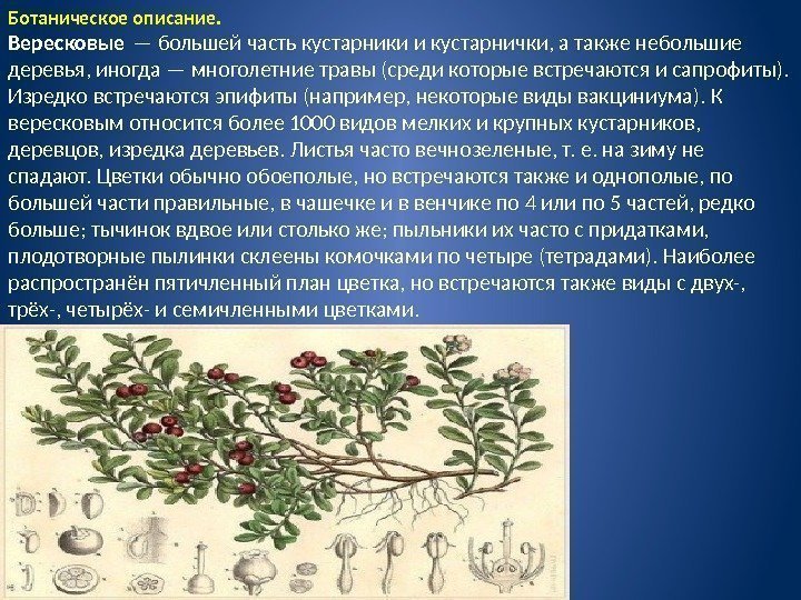Ботаническое описание.  Вересковые — большей часть кустарники и кустарнички, а также небольшие деревья,