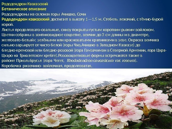 Рододендрон Кавказский Ботаническое описание Рододендроны на склонах горы Ачишхо, Сочи Рододендрон кавказский достигает в