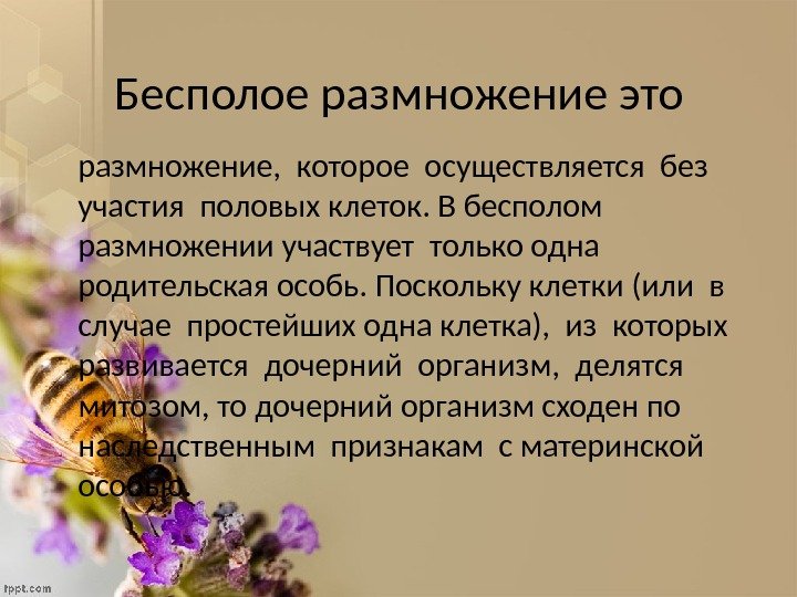 Бесполое размножение это размножение,  которое осуществляется без  участия половых клеток. В бесполом