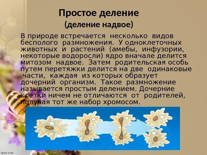 Простое деление (деление надвое) В природе встречается несколько видов  бесполого размножения.  У