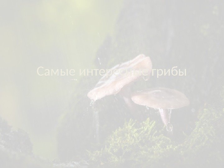 Самые интересные грибы 