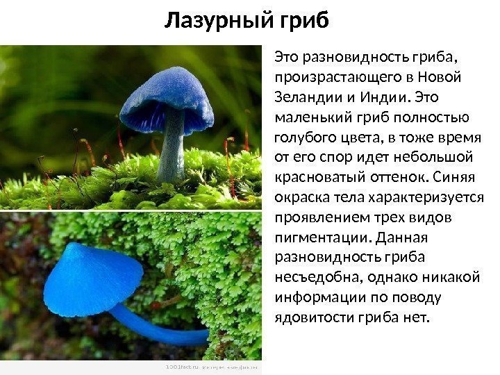 Лазурный гриб Это разновидность гриба,  произрастающего в Новой Зеландии и Индии. Это маленький