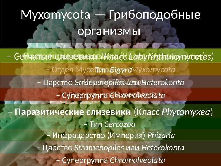 – Настоящие слизевики (Класс Myxomycetes) – Царство Stramenopiles или Heterokonta – Супергруппа Chromalveolata. Myxomycota