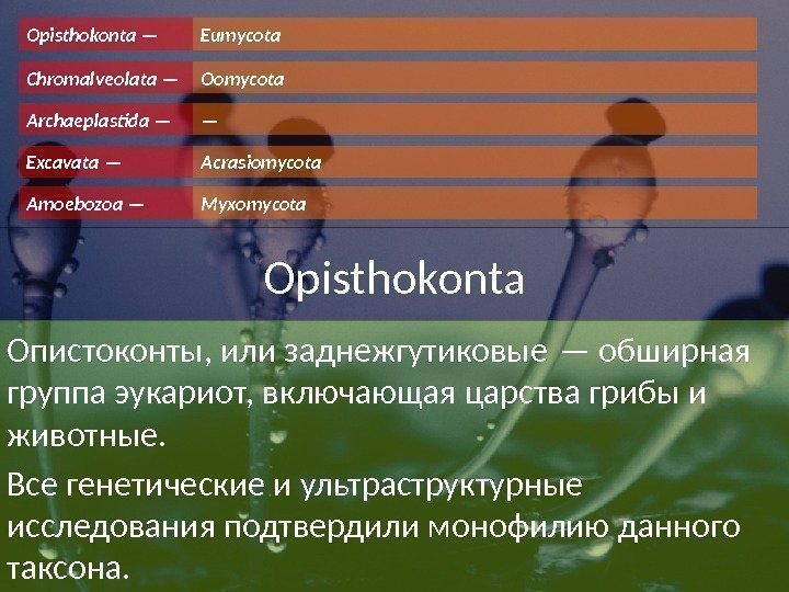 Archaeplastida —Chromalveolata — Amoebozoa —Opisthokonta — Oomycota Myxomycota. Eumycota Acrasiomycota— Excavata — Opisthokonta Опистоконты,