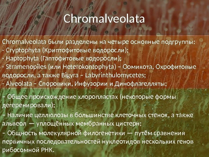 Chromalveolata – Общее происхождение хлоропластах (некоторые формы дегеренировали); – Наличие целлюлозы в большинстве клеточных
