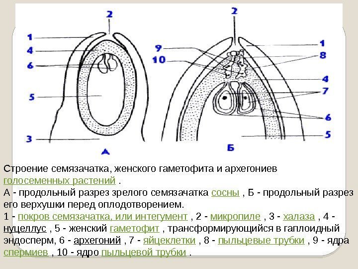 Строение семязачатка, женского гаметофита и архегониев голосеменных растений . А - продольный разрез зрелого