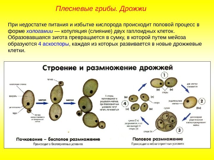 При недостатке питания и избытке кислорода происходит половой процесс в форме хологамии — копуляция