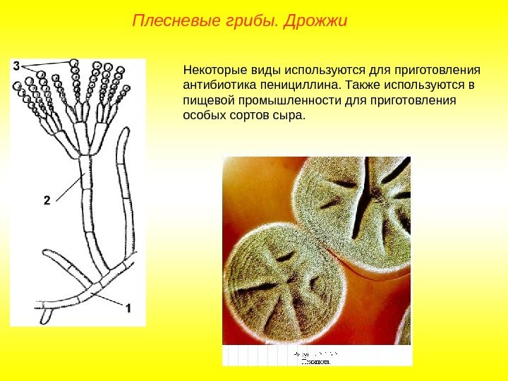 Плесневые грибы. Дрожжи Некоторые виды используются для приготовления антибиотика пенициллина. Также используются в пищевой