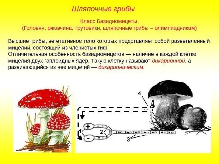 Класс Базидиомицеты. (Головня, ржавчина, трутовики, шляпочные грибы – олимпиадникам) Высшие грибы, вегетативное тело которых