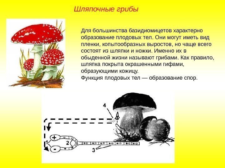 Для большинства базидиомицетов характерно образование плодовых тел. Они могут иметь вид пленки, копытообразных выростов,