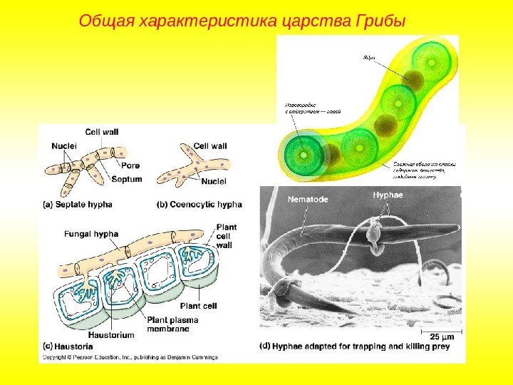 Общая характеристика царства Грибы 