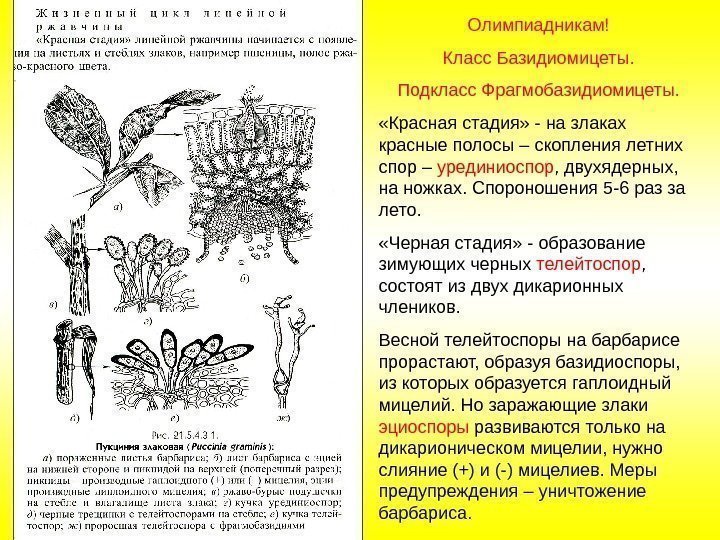 Олимпиадникам! Класс Базидиомицеты. Подкласс Фрагмобазидиомицеты.  «Красная стадия» - на злаках красные полосы –