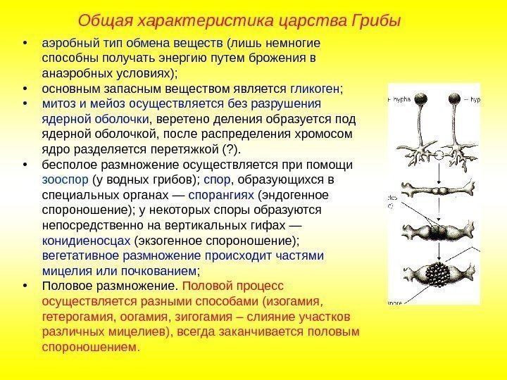  • аэробный тип обмена веществ (лишь немногие способны получать энергию путем брожения в