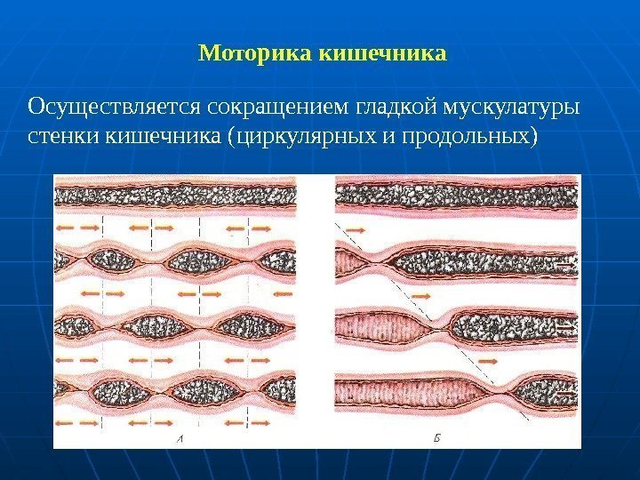 Моторика кишечника Осуществляется сокращением гладкой мускулатуры стенки кишечника (циркулярных и продольных) 